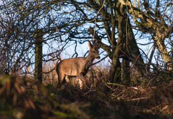 Roe Deer during sunset in the UK 