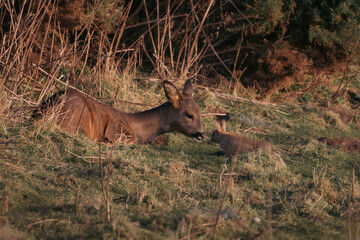 Roe Deer during sunset in the UK 