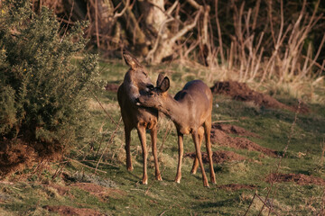 Roe Deer during sunset in the UK 