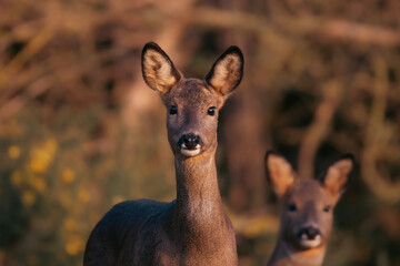 Roe Deer during sunset in the UK 