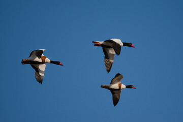Shelduck in flight 