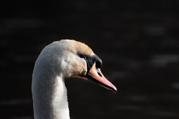 Swan on a river at sunset