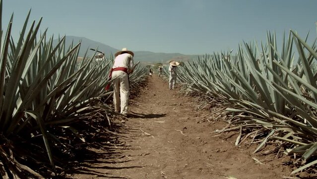 Jimador cutting agave pineapple in the city of Tequila, Jalisco, Mexico.
