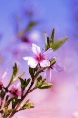 Spring flower/cherry blossom, toned, bokeh flower background, pastel and soft floral ideal for copy space.