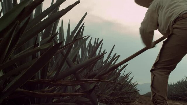 Jimador cutting agave pineapple in the city of Tequila, Jalisco, Mexico.