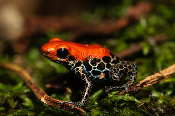 Ranitomeya reticulata, a very colorful and colorful frog, distributed in the lowland jungle of Peru, especially in white sand forests in Iquitos.