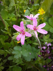 Beautiful pink wild flower in a background of green wilderness
