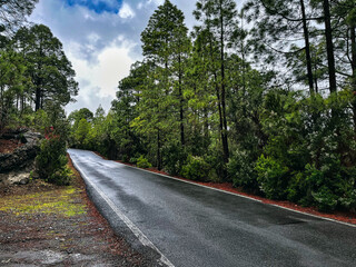 Car-free road in the middle of the forest