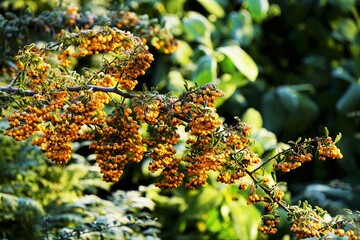 Sallow thorn - Hippophae rhamnoides in Winter