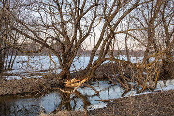 Fototapeta na wymiar Trees gnawed by beavers. Landscape in early spring by the river. Melting ice and snow.
