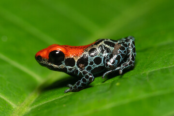 Ranitomeya reticulata, a very colorful and colorful frog, distributed in the lowland jungle of Peru, especially in white sand forests in Iquitos.