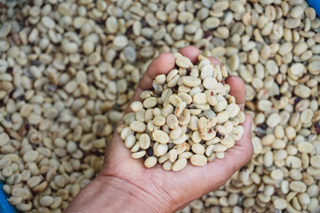 raw seed coffee beans.