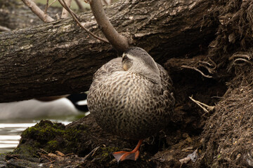 木の根元で片足立ちになり眠るカルガモ
