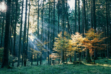 autumn forest in the morning