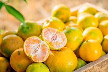 organic orange agriculture harvest plantation.