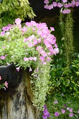 petunia flower in nature garden