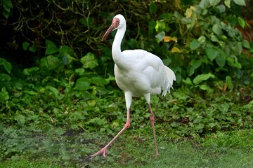 Ein Schneekranich (Leucogeranus leucogeranus), Siberian crane.