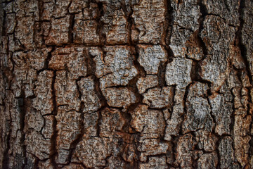 Cracked Bark Wood Tree Texture Background