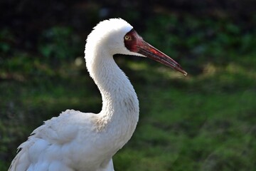 Porträt eines Schneekranichs (Leucogeranus leucogeranus), Siberian crane.