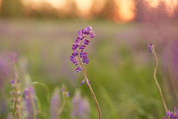 Lupins purple meadow background. Natural, wellness closeness to nature. Self-discovery concept. Macro photography flower