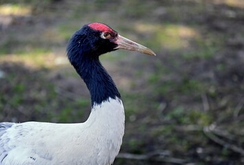 Porträt eines Schwarzhalskranichs (Grus nigricollis), Black-necked crane. 