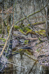 stream in the forest