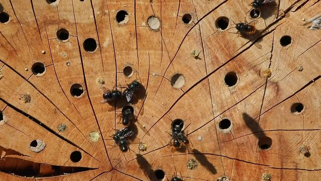 bug hotel in spring with mason bees