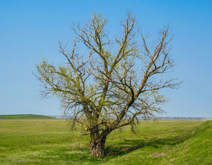 Obraz premium Big old tree in the field