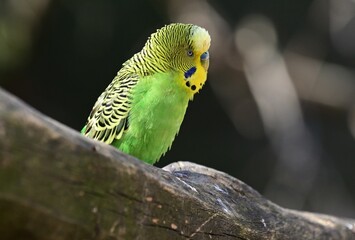 Ein wildfarbener Wellensittich (Melopsittacus undulatus), Budgerigar.
