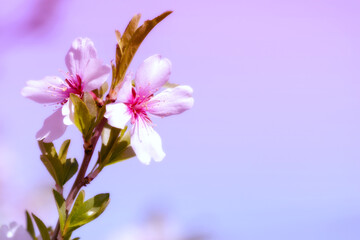 Abstract background of spring cherry blossoms flower. selective focus. vintage filtered and warm tone