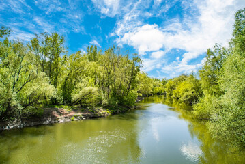 the river flows near the trees. forest landscape. blue sky with clouds on a summer day.