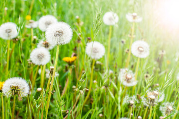 dandelions in the field bathe in the sun. spring background. blowball