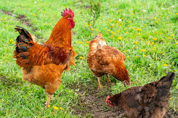 a rooster and two hens graze in the field. bird farm.