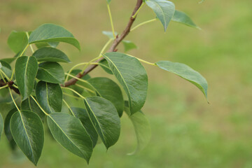 Pear tree branch.