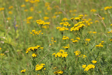 Fototapeta premium Flowering tansy plant in a rural field.