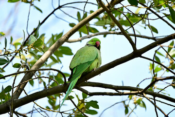 The rose-ringed parakeet, also known as the ring-necked parakeet, is a medium-sized parrot in the genus Psittacula, of the family Psittacidae.