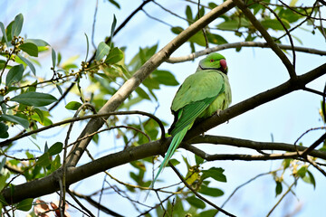 Male Rose-ringed or ring-necked Parakeet (Psittacula krameri) leaning forwards towards camera 