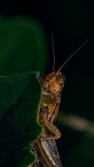 Details of an orange grasshopper on some green leaves of plants