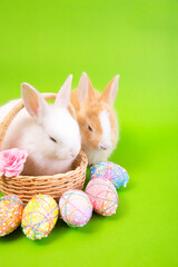 Easter bunny and eggs concept.