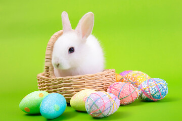 Easter bunny and eggs concept.