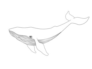 Whale sketch. Vector illustration isolated on white background