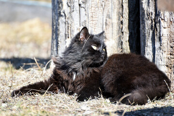 Black fluffy cat relaxing outdoors , spring .Cat feline laying on grass ,sunny weather
