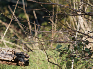 A female chaffinch resting on the branch. Fringilla coelebs.