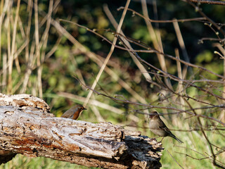  The European robin and female chaffinches on a wood used as bird table