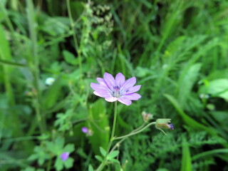 Fototapeta premium pink tiny flower in a park