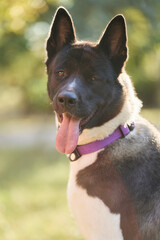 Dog breed Siberian Husky