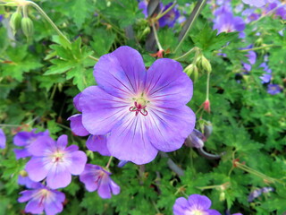 purple flower in a garden
