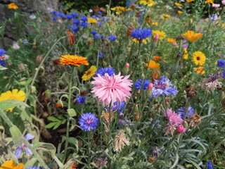 Fototapeta premium flowers with different colors in a park