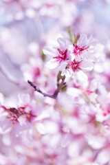 Abstract background of spring cherry blossoms flower. selective focus. vintage filtered and warm tone