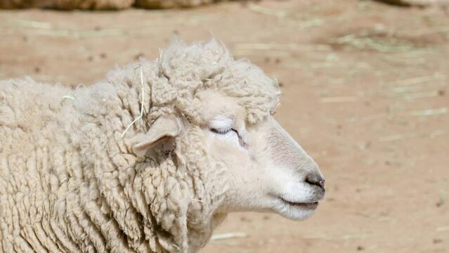 Close Up Portrait Of A White Sheep In A Farm.